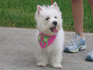 Westie