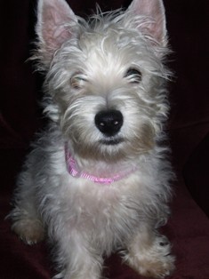 Westie