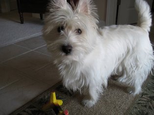 Westie, Wilson