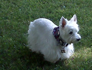 Westie, Bo Jangles