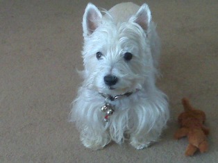 Westie, Bo Jangles