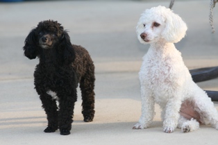 Gigi & Ringo, Toy Poodles