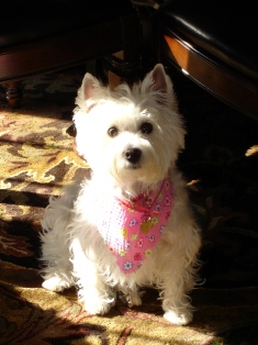 Westie, Maya