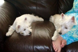 Sophie & Archie, Westies