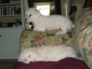 Bichon Frise, Cosmo & Camden