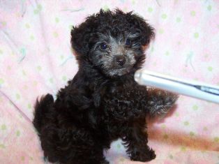 Toy Poodle, Kitra