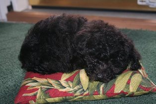 Toy Poodle, Stella